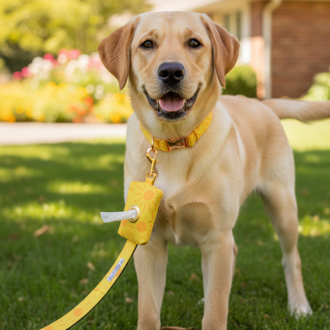 Sunny Side Up Walking Kit