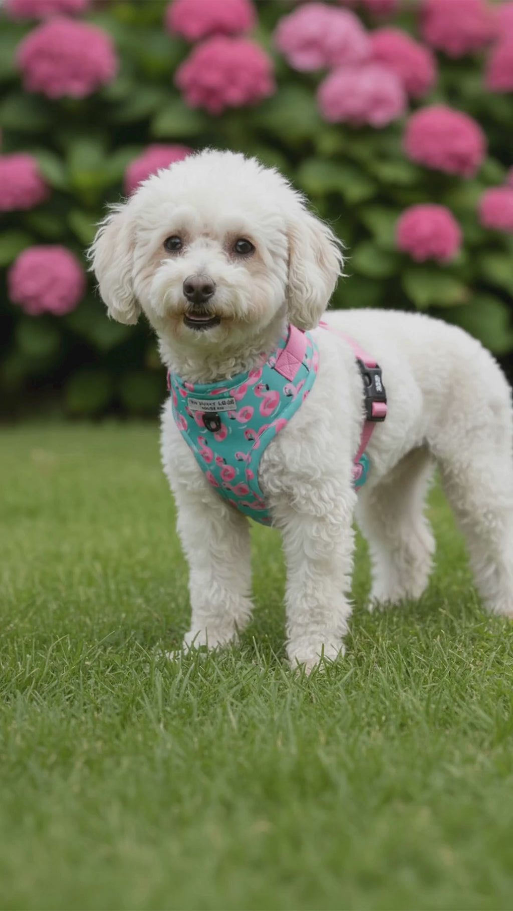 Furmingo Harness